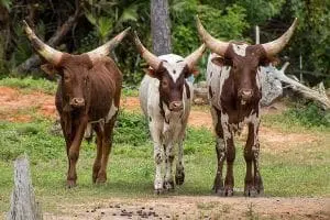 Ankole-Watusi