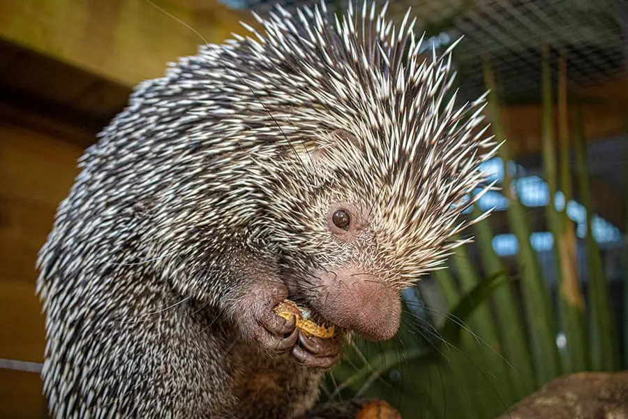 Brazilian porcupine