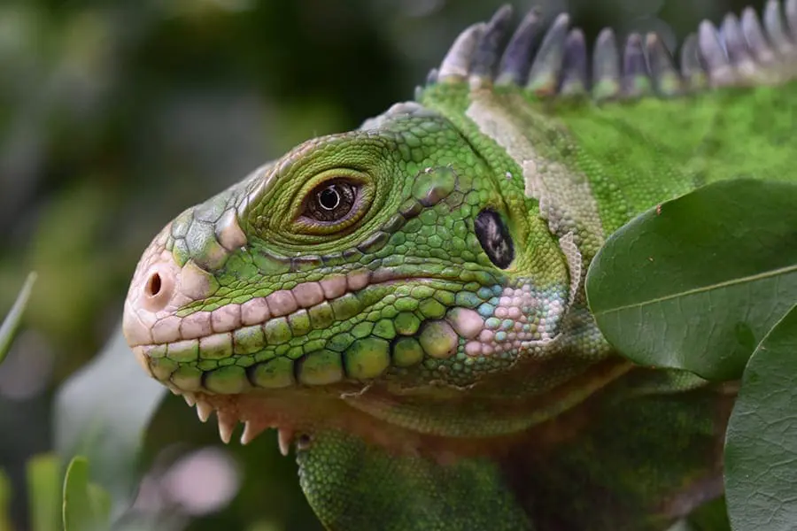 Lesser Antillean iguana