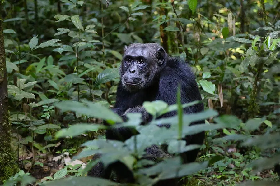 Chimpanzee
