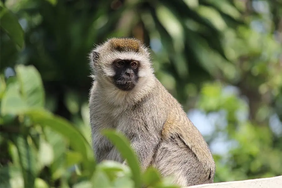 Vervet monkey