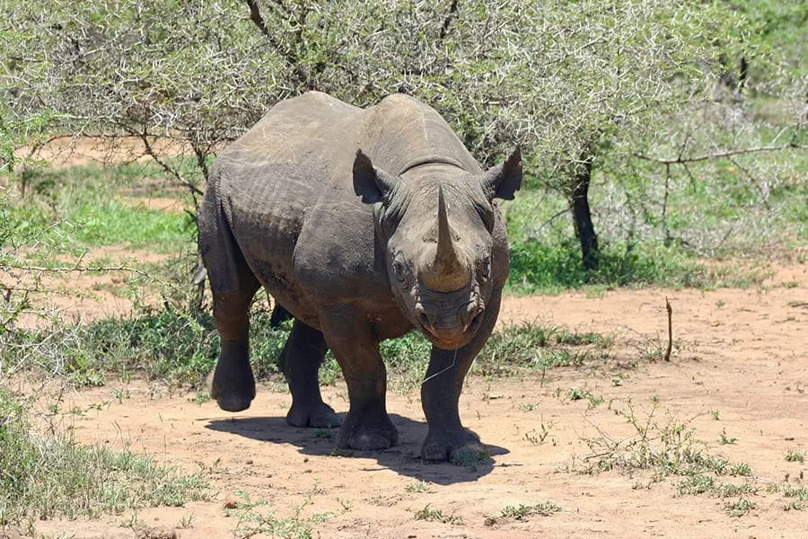 Black rhinoceros