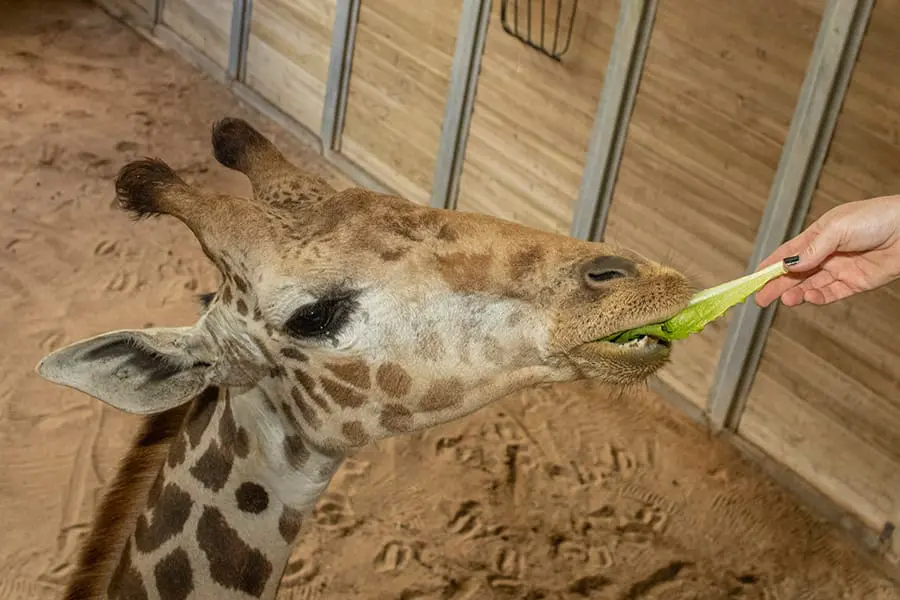 Floyd eating lettuce