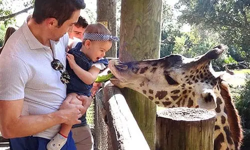 A Dad holds his child, while feeding a giraffe with lettuce.