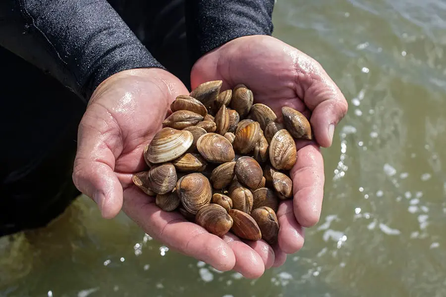 handful of clams