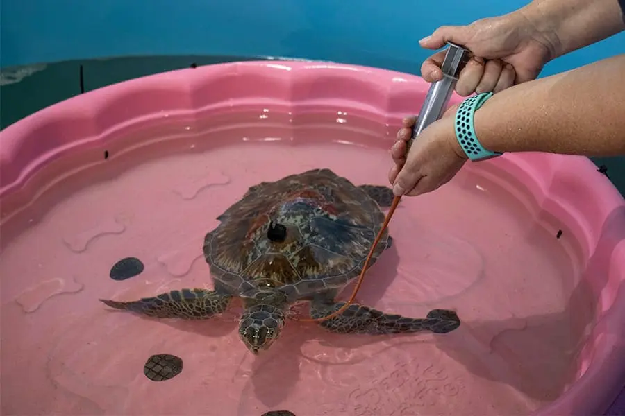 Green sea turtle being tube-fed