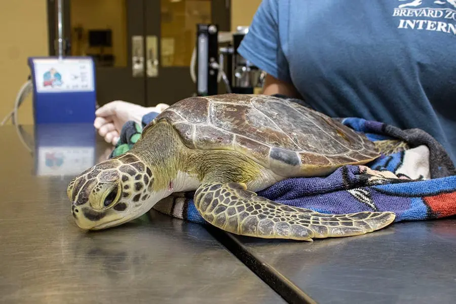 Schnitzel the green sea turtle