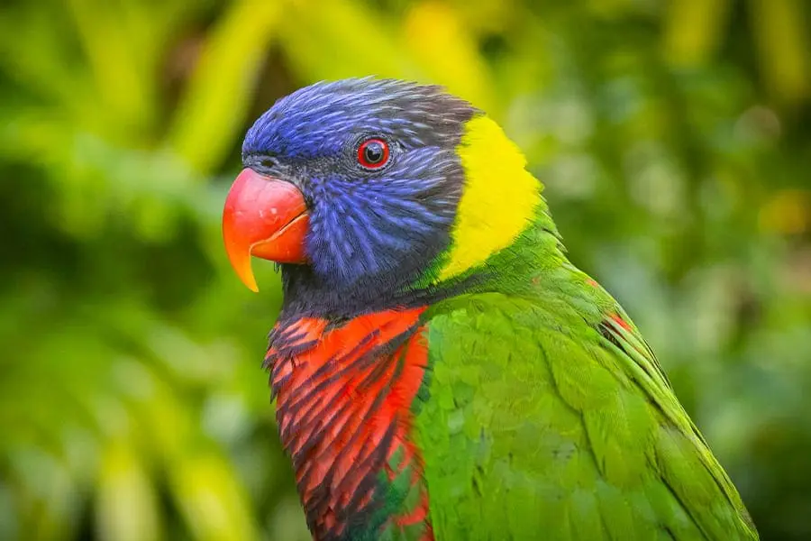 lorikeet