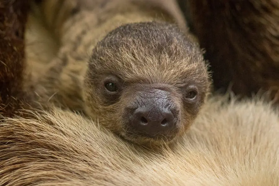 sloth baby