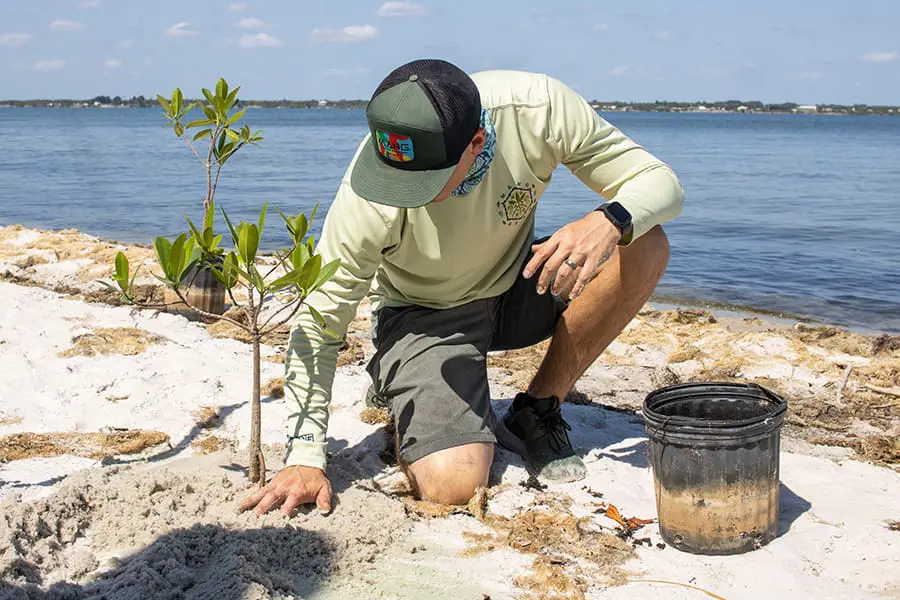 mangrove planting