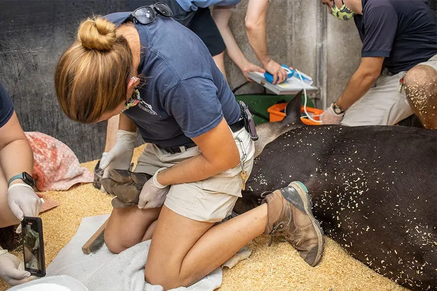 Tapir Antonio has his hoof examined
