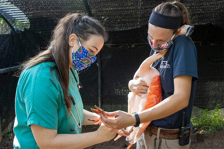 Chilean flamingo receives an exam