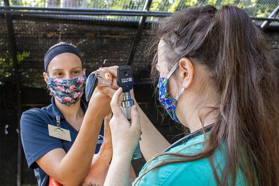 Chilean flamingo receives checkup