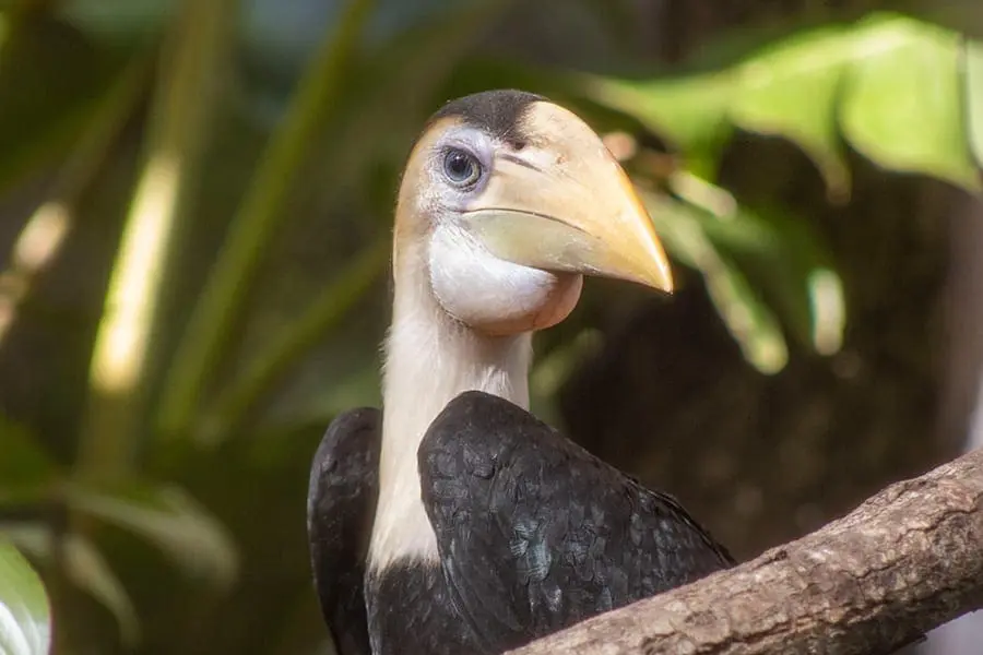 hornbill chick