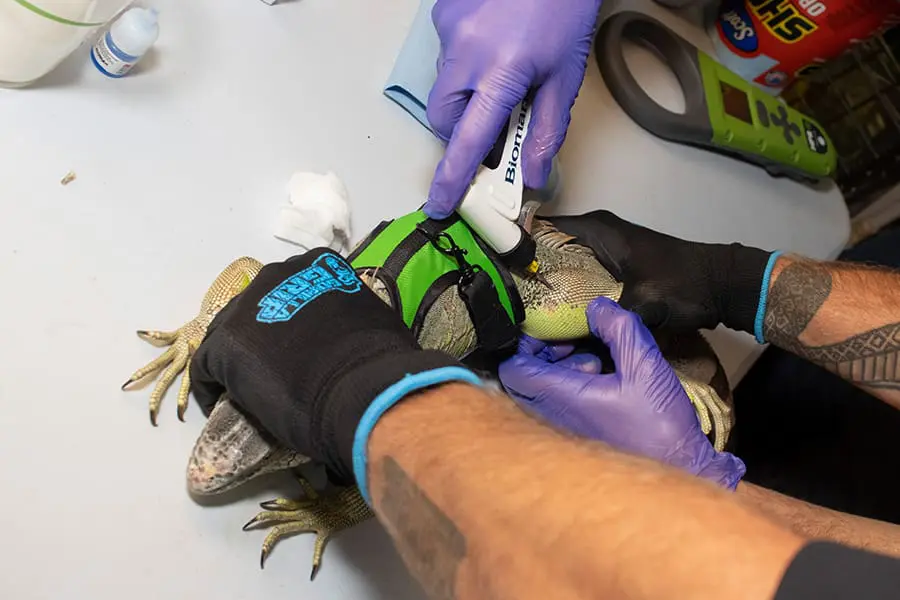 iguana tagging