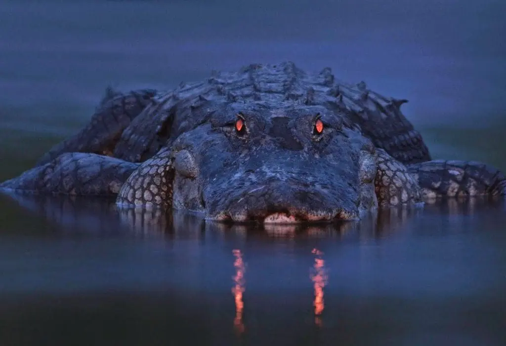 alligator in night
