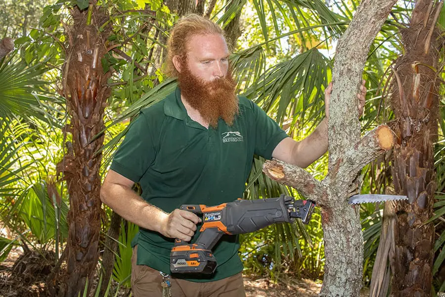 sawing perching