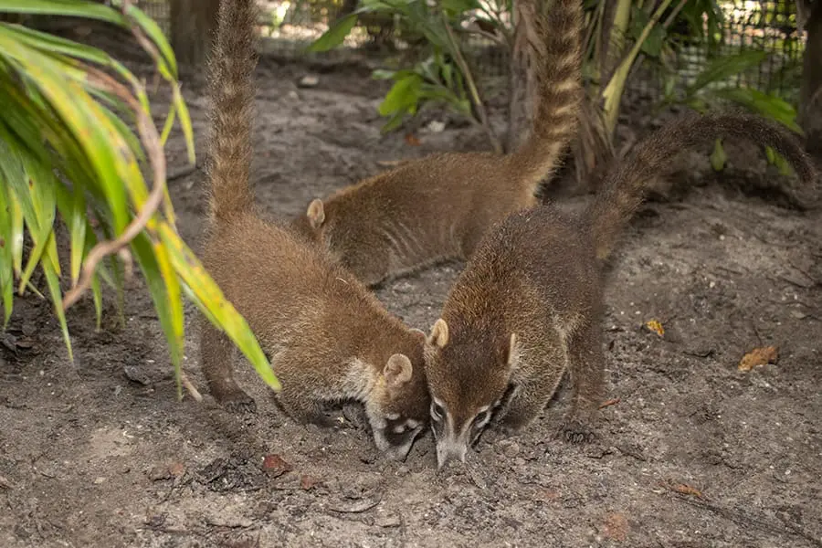 digging coatis