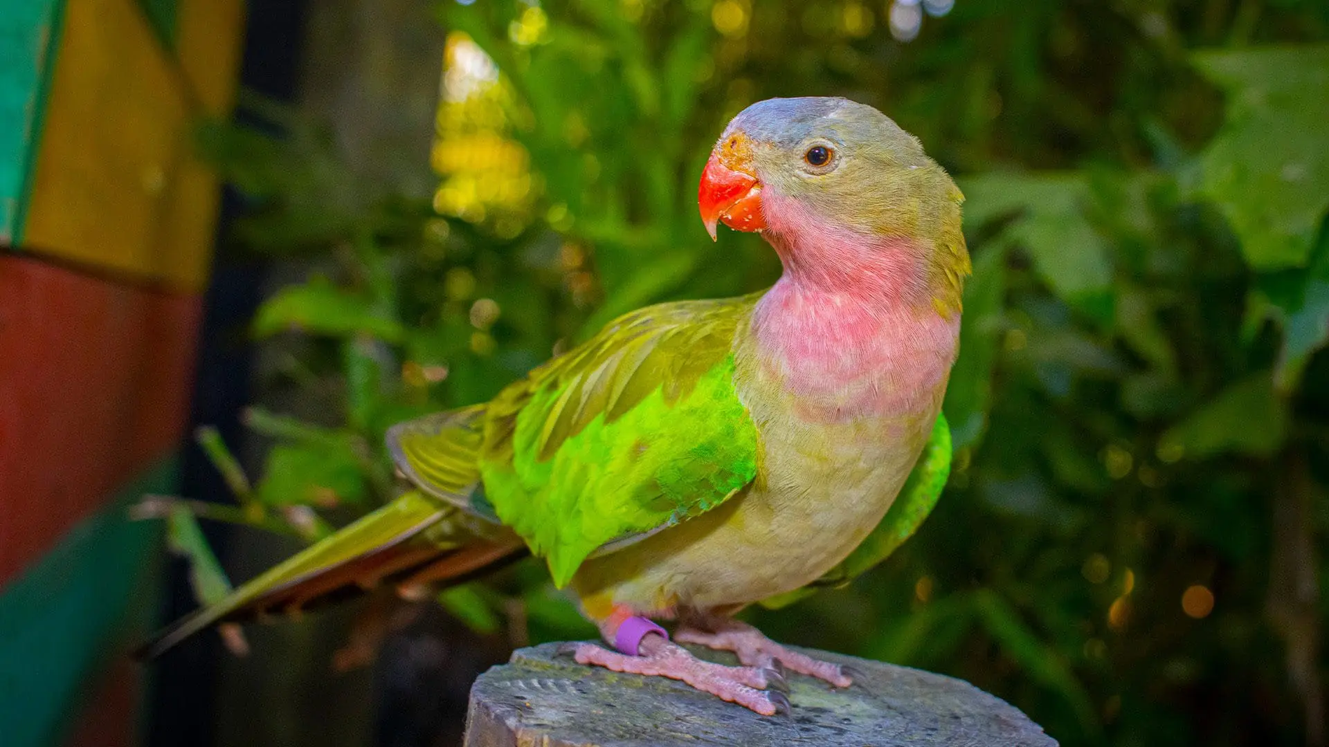 princess parrot