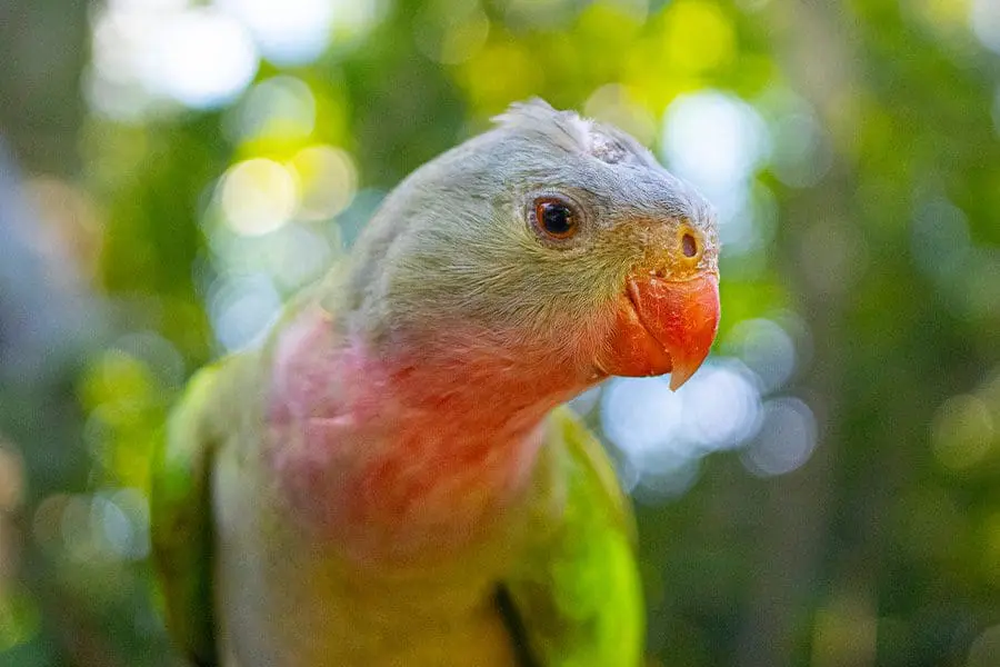 princess parrot