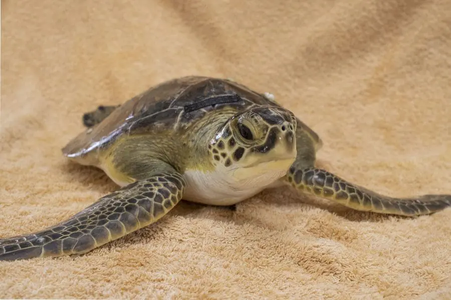 Green sea turtle Jackal