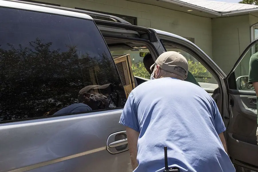 Veterinarian Trevor looks at spider monkey in car