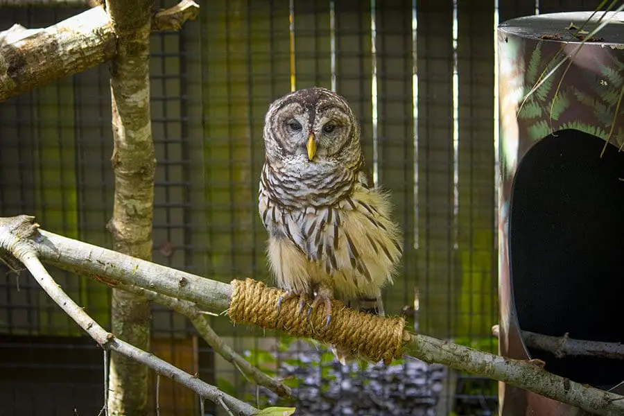 Errol the barred owl