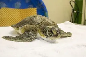 a green sea turtle
