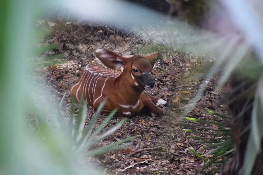 Eastern bongo calf