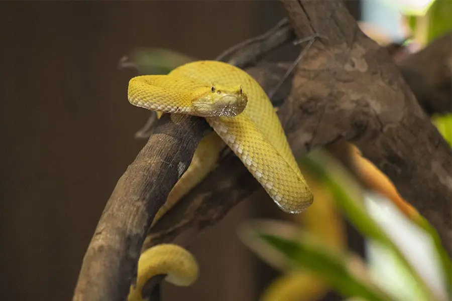 Eyelash Viper