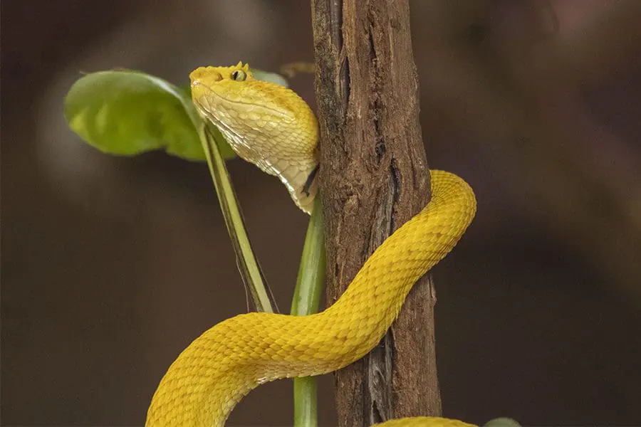 Eyelash Viper