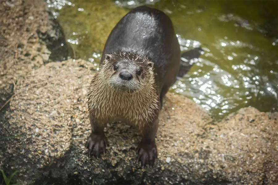 North American River Otter