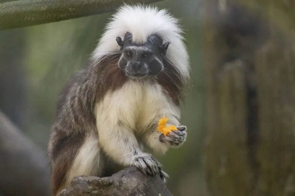 Cotton-top tamarin