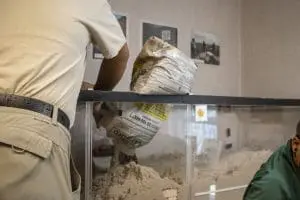 A woman pours sand into a tank.
