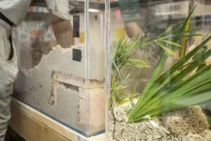 A glass tank full of sand.