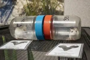 Two Perdido Key Beach Mice peek out of temporary carriers before moving into their new habitats