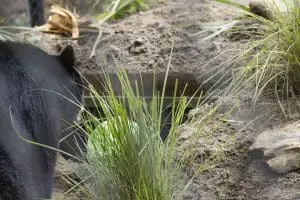 A Florida black bear peeks inside of his den at Brevard Zoo.