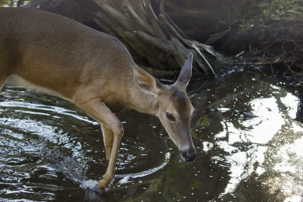 Clementine the white-tailed deer