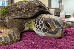 Reptar the green sea turtle