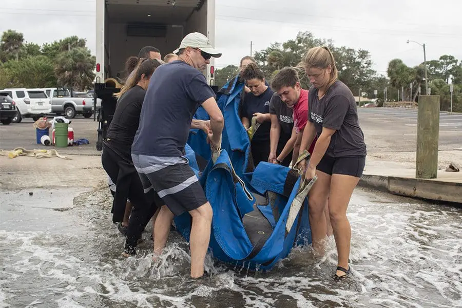 Manatee release