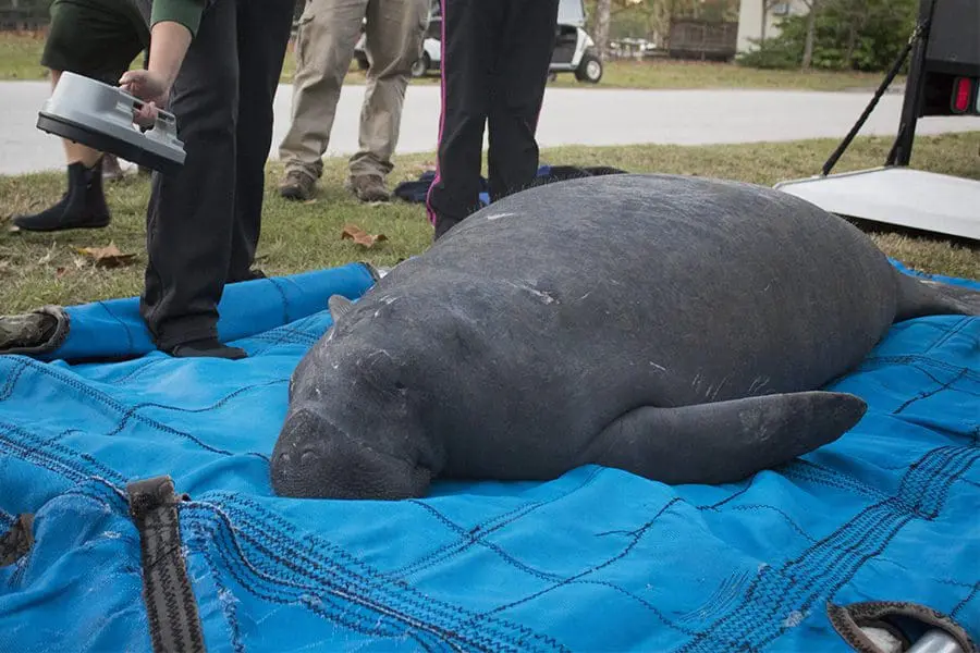 Manatee