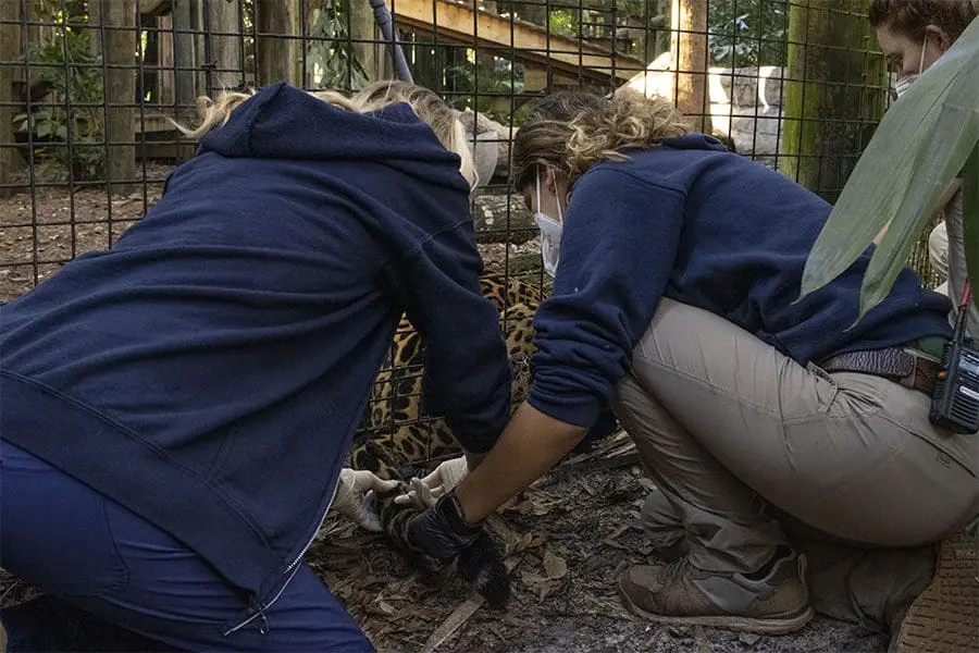 Mulac the jaguar receives a blood draw through his mesh gate.