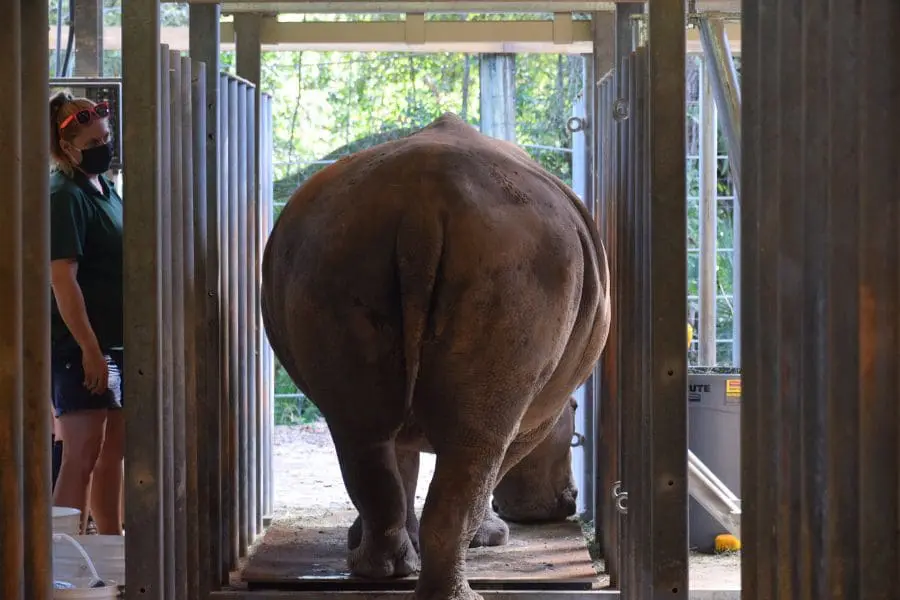 Rhino in chute training