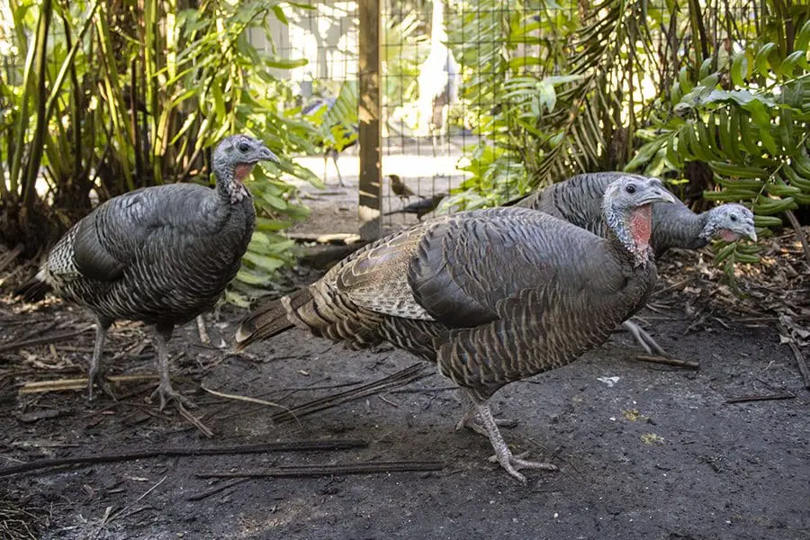 Three turkeys