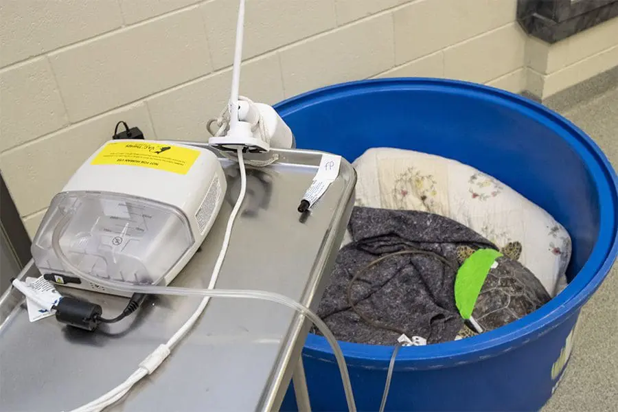 Green sea turtle Spumoni receives wound vac treatment