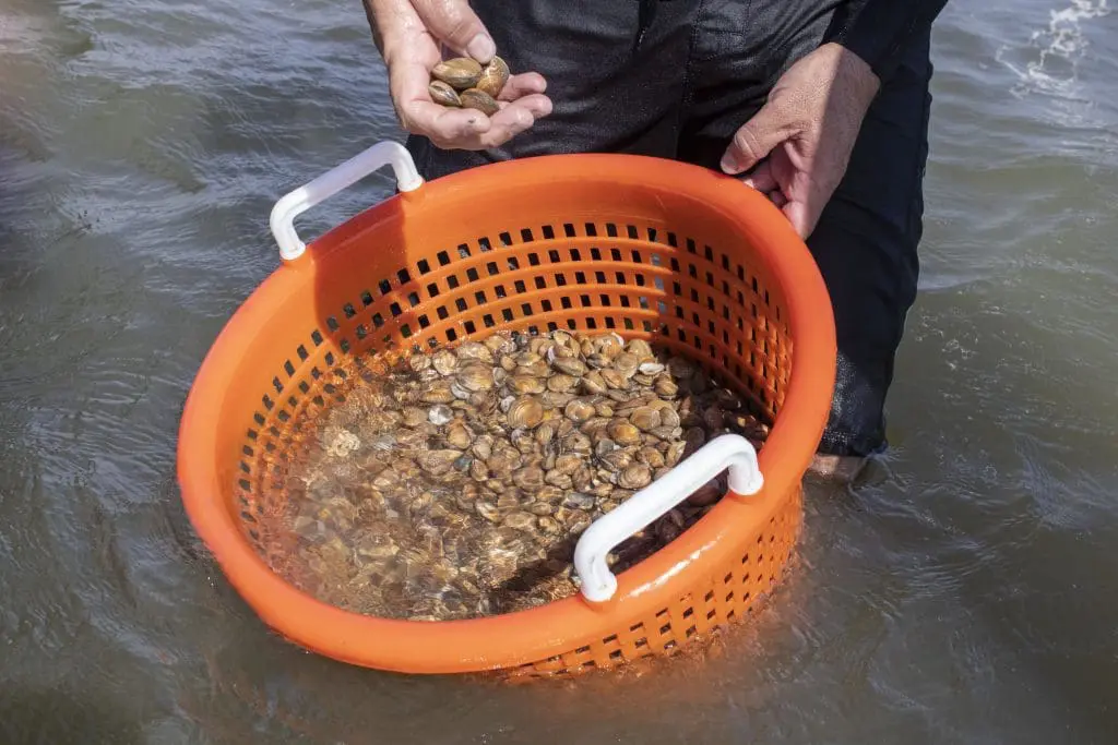 A bucket of clams