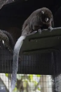 A Bolivian gray titi monkey looks away from the camera..