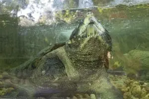 Capone the alligator snapping turtle