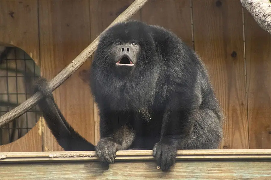 Howler monkey Stormy