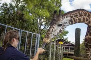 Johari the giraffe eating a biscuit from a staff member